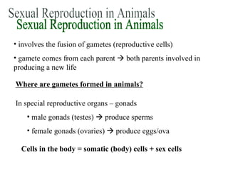 Sexual Reproduction in Animals ,[object Object],[object Object],Where are gametes formed in animals? ,[object Object],[object Object],[object Object],Cells in the body = somatic (body) cells + sex cells  