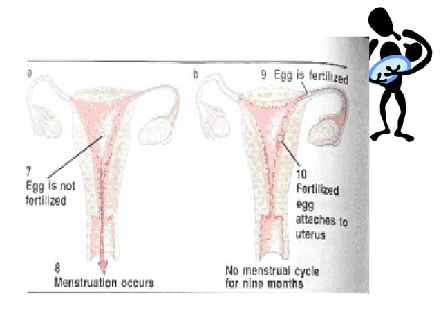 Human Reproductive System PPT
