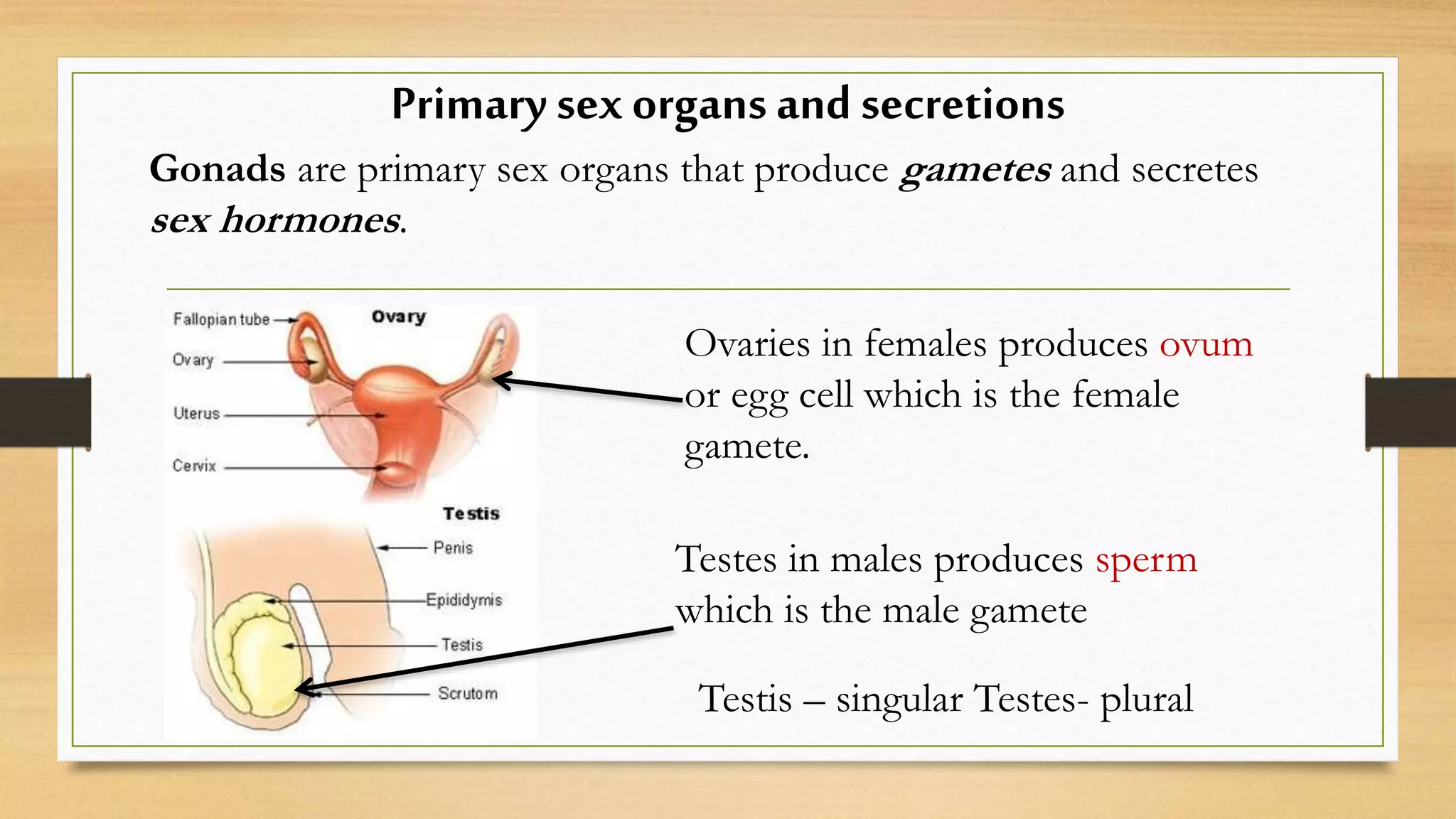 Human reproduction 1 | PPTX