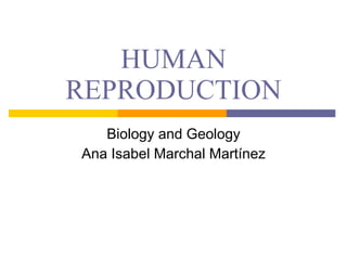 HUMAN REPRODUCTION Biology and Geology Ana Isabel Marchal Martínez 
