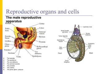 Reproductive organs and cells The male reproductive apparatus The testicles The epididymis The vas deferens The seminal vesicles The prostate The urethra The penis/ glans / prepuce 