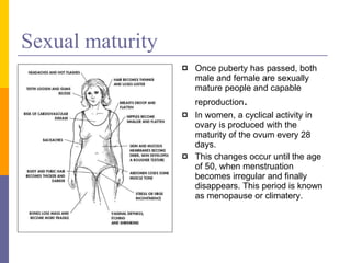 Sexual maturity Once puberty has passed, both male and female are sexually mature people and capable reproduction .  In women, a cyclical activity in ovary is produced with the maturity of the ovum every 28 days. This changes occur until the age of 50, when menstruation becomes irregular and finally disappears. This period is known as menopause or climatery. 