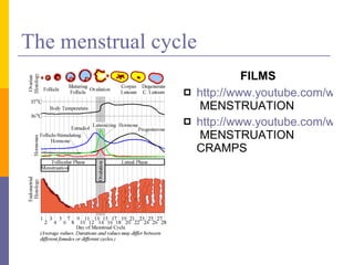 The menstrual cycle FILMS http://www.youtube.com/watch?v=yjKp5A4S0gc&feature=related  MENSTRUATION http://www.youtube.com/watch?v=EISG2NKDKT0&feature=related  MENSTRUATION CRAMPS 
