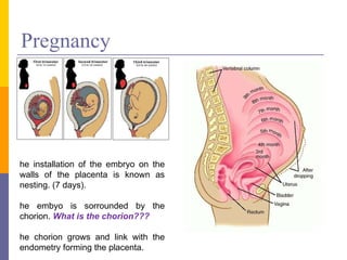 Pregnancy The installation of the embryo on the walls of the placenta is known as nesting. (7 days). The embyo is sorrounded by the chorion.  What is the chorion??? The chorion grows and link with the endometry forming the placenta. The placenta is the area of union between the embryo and the mother. 