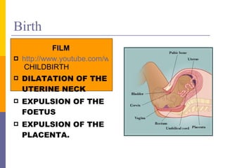 Birth FILM http://www.youtube.com/watch?v=u9xfu1qOJzs&feature=related  CHILDBIRTH DILATATION OF THE UTERINE NECK EXPULSION OF THE FOETUS EXPULSION OF THE PLACENTA. 