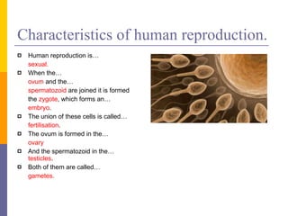 Characteristics of human reproduction. Human reproduction is… sexual. When the…  ovum  and the…  spermatozoid  are joined it is formed the  zygote , which forms an…  embryo . The union of these cells is called…  fertilisation . The ovum is formed in the…  ovary And the spermatozoid in the…  testicles . Both of them are called…  gametes. 