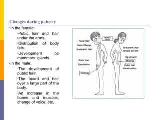 Changes during puberty In the female:  Pubic hair and hair under the arms. Distribution of body fats. Development os mammary  glands. In the male: The development of public hair. The beard and hair over a large part of the body. An increase in the bones and muscles, change of voice, etc. 
