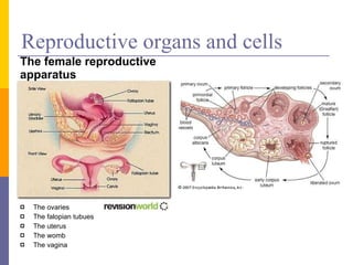 Reproductive organs and cells The female reproductive apparatus The ovaries The falopian tubues The uterus The womb The vagina 