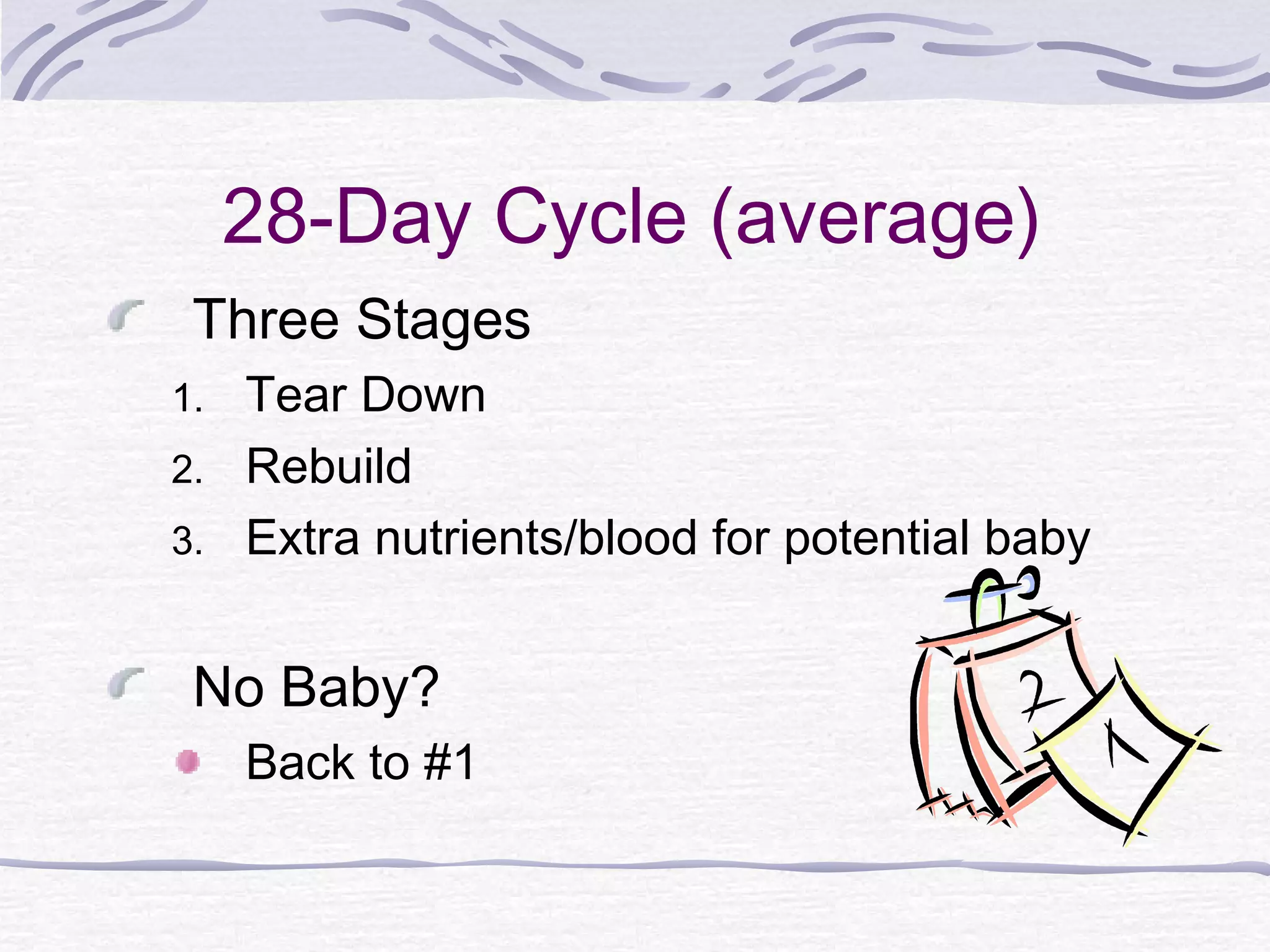 28-Day Cycle (average)
Three Stages
1. Tear Down
2. Rebuild
3. Extra nutrients/blood for potential baby
No Baby?
Back to #1
 