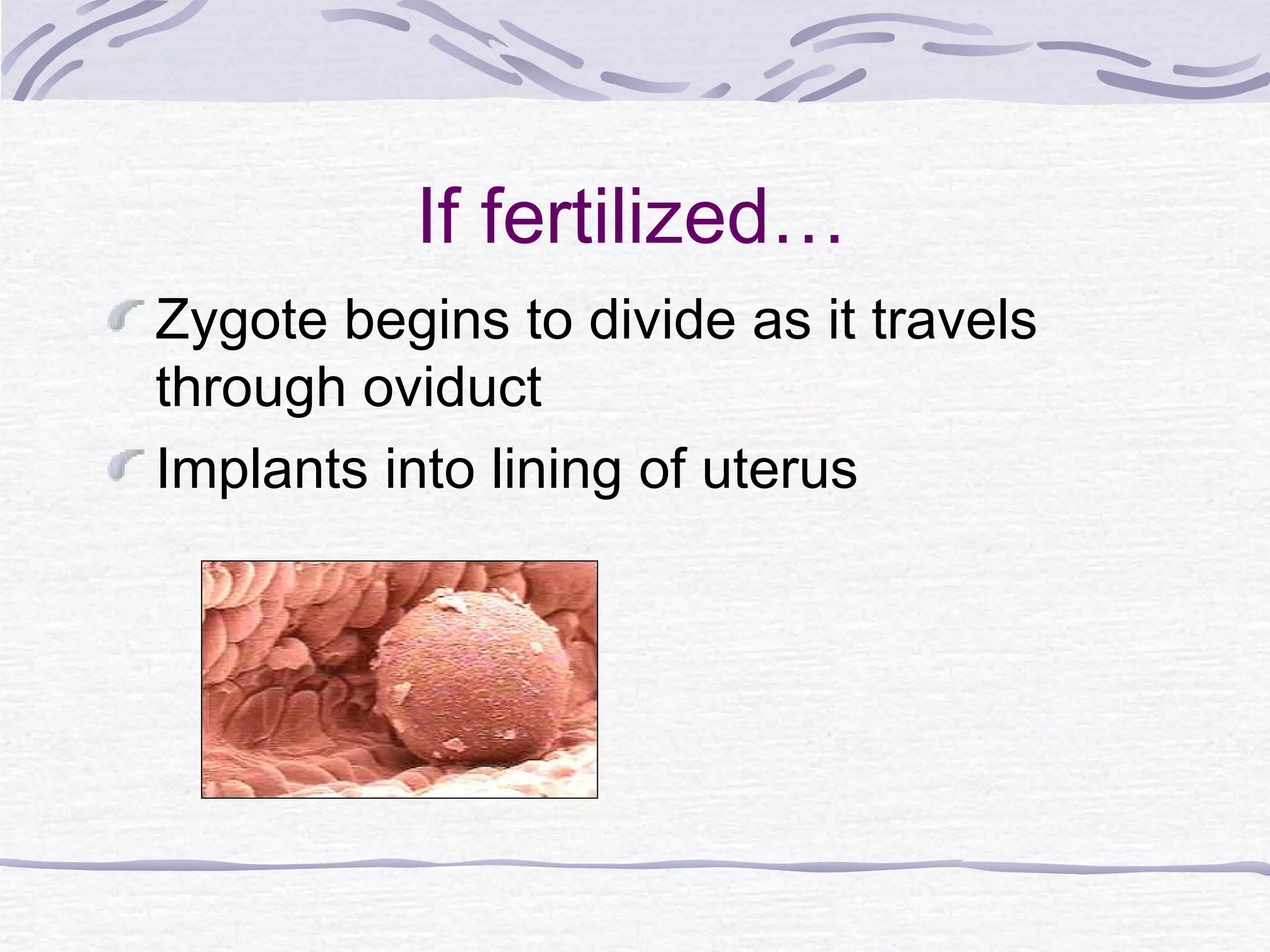 If fertilized…
Zygote begins to divide as it travels
through oviduct
Implants into lining of uterus
 