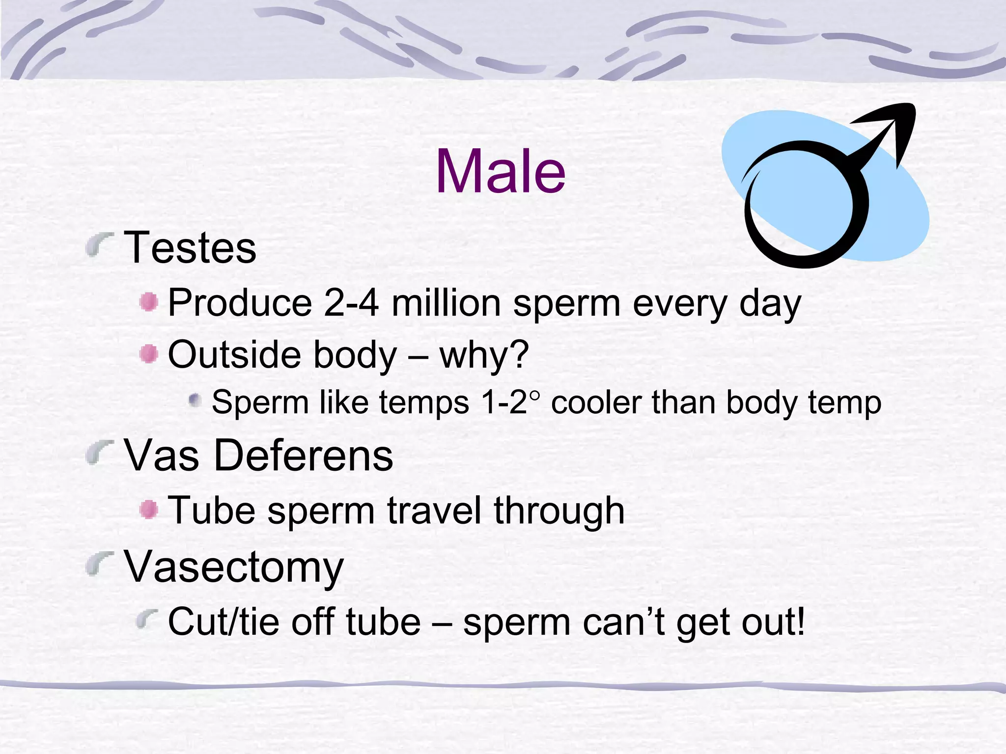 Male
Testes
Produce 2-4 million sperm every day
Outside body – why?
Sperm like temps 1-2° cooler than body temp
Vas Deferens
Tube sperm travel through
Vasectomy
Cut/tie off tube – sperm can’t get out!
 