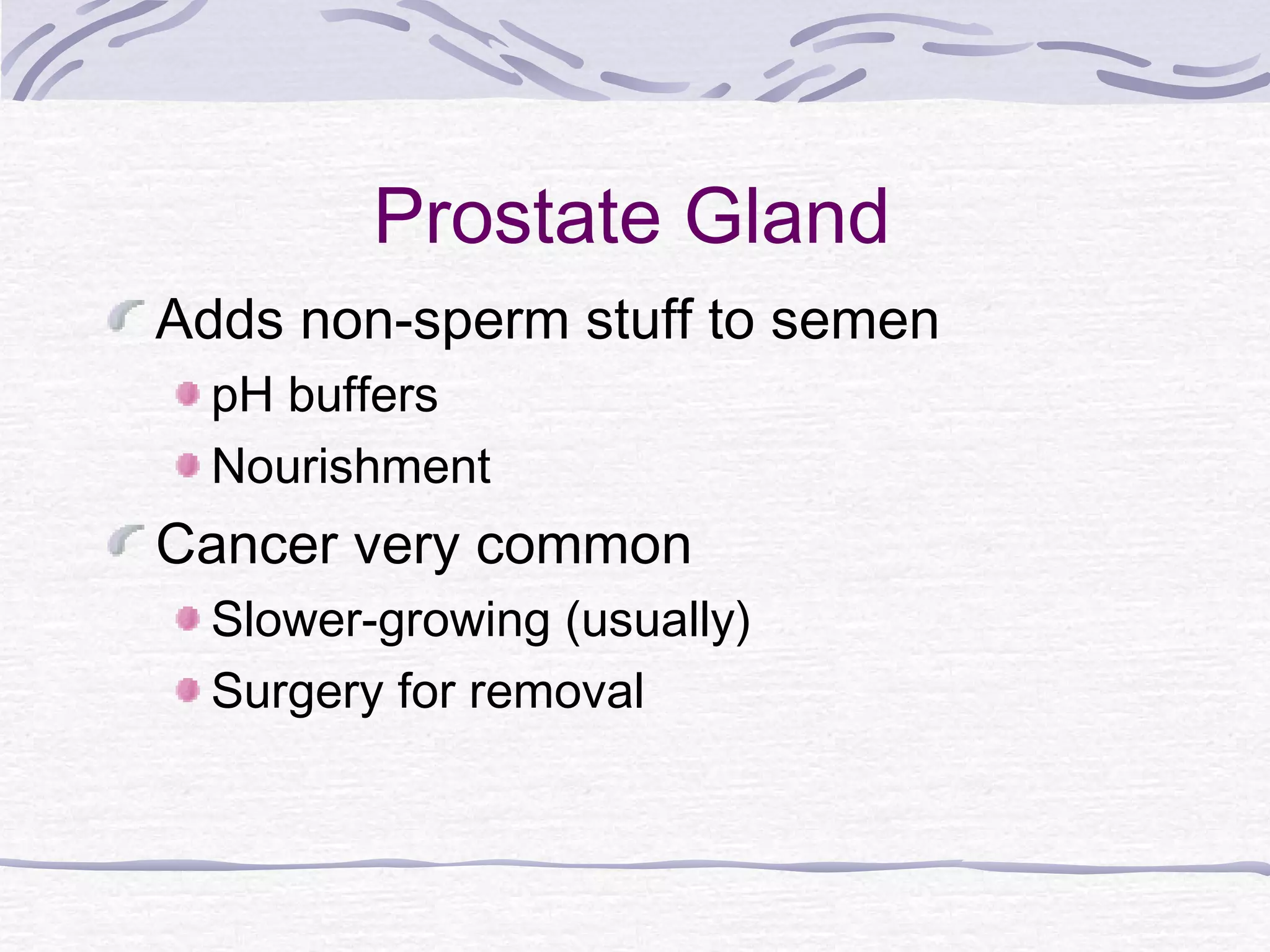 Prostate Gland
Adds non-sperm stuff to semen
pH buffers
Nourishment
Cancer very common
Slower-growing (usually)
Surgery for removal
 