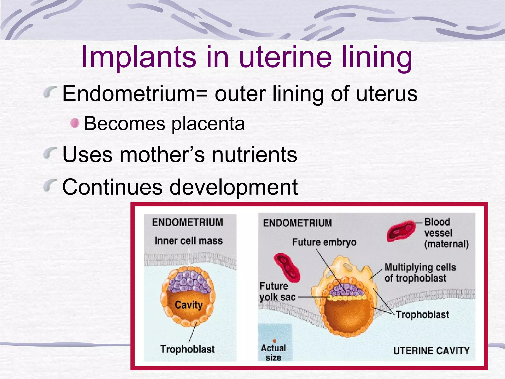 Implants in uterine lining
Endometrium= outer lining of uterus
Becomes placenta
Uses mother’s nutrients
Continues development
 