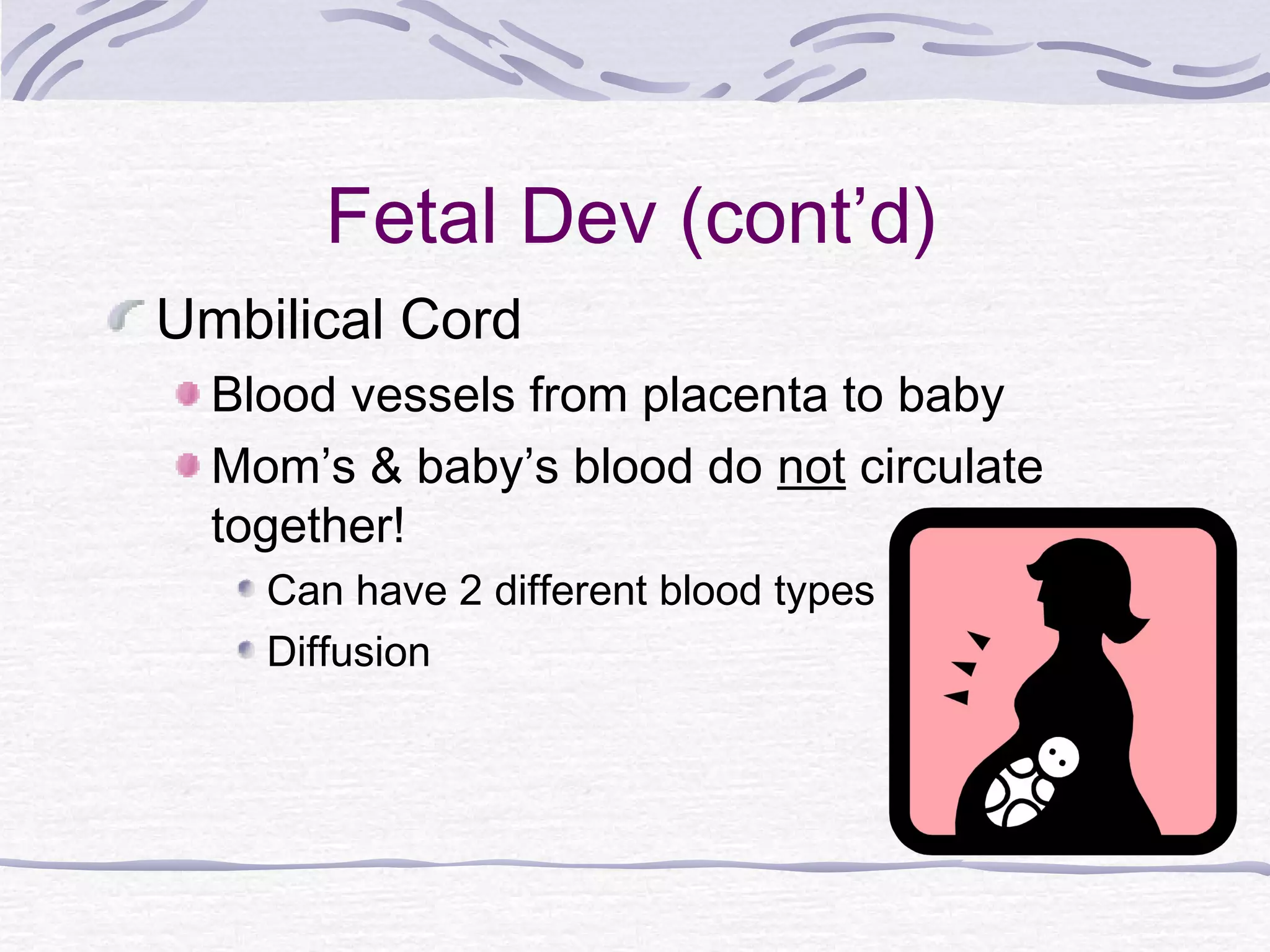 Fetal Dev (cont’d)
Umbilical Cord
Blood vessels from placenta to baby
Mom’s & baby’s blood do not circulate
together!
Can have 2 different blood types
Diffusion
 