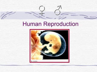 Human Reproduction
♀ ♂♀ ♂
 