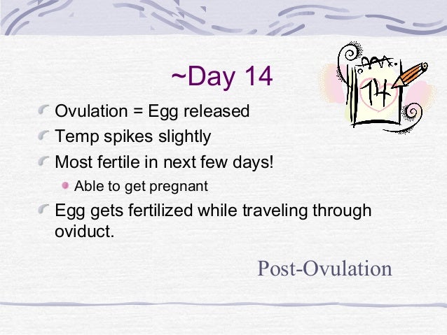 human reproduction