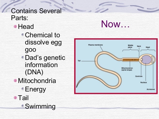 human reproduction