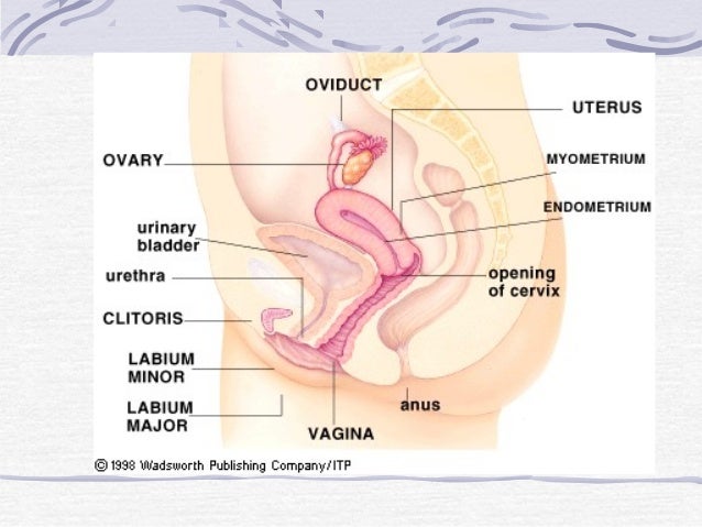 human reproduction