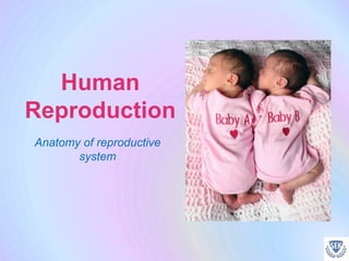 Human
Reproduction
Anatomy of reproductive
system
 