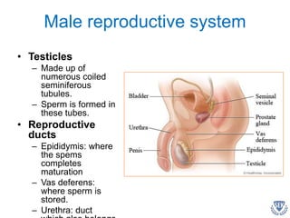 Male reproductive system
• Testicles
– Made up of
numerous coiled
seminiferous
tubules.
– Sperm is formed in
these tubes.
• Reproductive
ducts
– Epididymis: where
the spems
completes
maturation
– Vas deferens:
where sperm is
stored.
– Urethra: duct
 