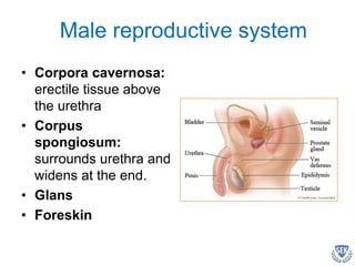 • Corpora cavernosa:
erectile tissue above
the urethra
• Corpus
spongiosum:
surrounds urethra and
widens at the end.
• Glans
• Foreskin
Male reproductive system
 
