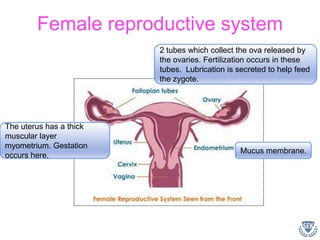 Female reproductive system
The uterus has a thick
muscular layer
myometrium. Gestation
occurs here.
Mucus membrane.
2 tubes which collect the ova released by
the ovaries. Fertilization occurs in these
tubes. Lubrication is secreted to help feed
the zygote.
 