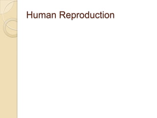 Human Reproduction

 