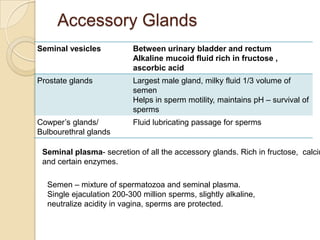 Accessory Glands
Seminal vesicles

Between urinary bladder and rectum
Alkaline mucoid fluid rich in fructose ,
ascorbic acid

Prostate glands

Largest male gland, milky fluid 1/3 volume of
semen
Helps in sperm motility, maintains pH – survival of
sperms

Cowper’s glands/
Bulbourethral glands

Fluid lubricating passage for sperms

Seminal plasma- secretion of all the accessory glands. Rich in fructose, calciu
and certain enzymes.
Semen – mixture of spermatozoa and seminal plasma.
Single ejaculation 200-300 million sperms, slightly alkaline,
neutralize acidity in vagina, sperms are protected.

 