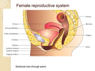 Female reproductive system

Sectional view through pelvis

 