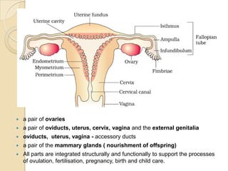 

a pair of ovaries



a pair of oviducts, uterus, cervix, vagina and the external genitalia



oviducts, uterus, vagina - accessory ducts



a pair of the mammary glands ( nourishment of offspring)



All parts are integrated structurally and functionally to support the processes
of ovulation, fertilisation, pregnancy, birth and child care.

 