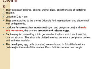 Ovarie
s








They are pearl-colored, oblong, walnut-size , on either side of vertebral
column.
Length of 2 to 4 cm
They are attached to the uterus ( double fold mesovarium) and abdominal
wall by ligaments.
produce female sex hormones (estrogen and progesterone) and male
sex hormones, the ovaries produce and release eggs.
Each ovary is covered by a thin germinal epithelium which encloses the
ovarian stroma. The stroma is divided into two zones – a peripheral cortex
and an inner medulla.
The developing egg cells (oocytes) are contained in fluid-filled cavities
(follicles) in the wall of the ovaries. Each follicle contains one oocyte.

 
