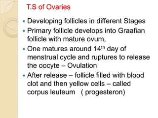 T.S of Ovaries
Developing follicles in different Stages
 Primary follicle develops into Graafian
follicle with mature ovum,
 One matures around 14th day of
menstrual cycle and ruptures to release
the oocyte – Ovulation
 After release – follicle filled with blood
clot and then yellow cells – called
corpus leuteum ( progesteron)


 