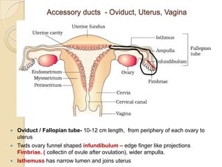 Accessory ducts - Oviduct, Uterus, Vagina



Oviduct / Fallopian tube- 10-12 cm length, from periphery of each ovary to
uterus



Twds ovary funnel shaped infundibulum – edge finger like projections
Fimbriae. ( collectin of ovule after ovulation), wider ampulla.



Isthemuss has narrow lumen and joins uterus

 
