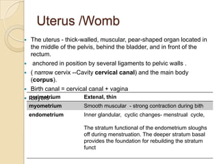 Uterus /Womb







The uterus - thick-walled, muscular, pear-shaped organ located in
the middle of the pelvis, behind the bladder, and in front of the
rectum.
anchored in position by several ligaments to pelvic walls .
( narrow cervix --Cavity cervical canal) and the main body
(corpus).
Birth canal = cervical canal + vagina
perimetrium
Extenal, thin
Layers –
myometrium

Smooth muscular - strong contraction during bith

endometrium

Inner glandular, cyclic changes- menstrual cycle,
The stratum functional of the endometrium sloughs
off during menstruation. The deeper stratum basal
provides the foundation for rebuilding the stratum
funct

 