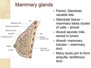 Mammary glands








Paired, Glandular,
variable fats
Glandular tissue –
mammary lobes cluster
of cells – alveoli
Alveoli secrete milkstored in lumen
Alveoli- mammary
tubules – mammary
duct
Many ducts join to form
ampulla- lactiferous
duct

 