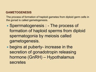 GAMETOGENESIS
The process of formation of haploid gametes from diploid germ cells in
the gonad is called gametogenesis.

Sperrmatogenesis : - The process of
formation of haploid sperms from diploid
spermatogonia by meiosis called
gametogenesis.
 begins at puberty- increase in the
secretion of gonadotropin releasing
hormone (GnRH) – Hypothalamus
secretes


 