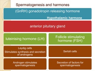 Spermatogenesis and harmones
(GnRH) gonadotropin releasing hormone
Hypothalamic harmone

anterior pituitary gland

luteinising hormone (LH)

Follicle stimulating
hormone (FSH)

Leydig cells
Stimulates synthesis and secretion
of androgens

Sertoli cells

Androgen stimulates
spermatogenesis

Secretion of factors for
spermatogenesis

 
