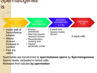 Spermatogenes
is
Spermatogoni
a
(2n) = 46

• inside wall of
Seminiferous
tubules
• Mitotic
division ,
increase in
number
• Few are
called

primary
spermatocytes
• Meiosis ,
periodically
• After first meiotic/
reduction division
• Recombination,
crossing over
• Haploid ,
genetically similar

secondary
spermatocytes
n = 23
• 2 equal cells
• Second meiotic
division

Spermatids
n =23

4 equal cells

Spermatids are transformed to sperrmatozoa/ sperm by Spermeiogenesis.
Sperm heads embeded in sertoli cells.
Released from tubules by spermiation

 