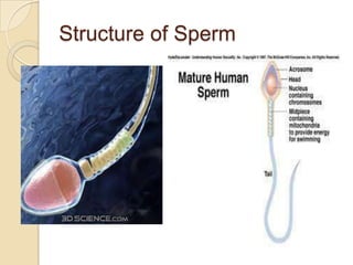 Structure of Sperm

 