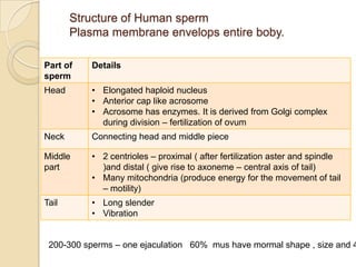 Structure of Human sperm
Plasma membrane envelops entire boby.
Part of
sperm

Details

Head

• Elongated haploid nucleus
• Anterior cap like acrosome
• Acrosome has enzymes. It is derived from Golgi complex
during division – fertilization of ovum

Neck

Connecting head and middle piece

Middle
part

• 2 centrioles – proximal ( after fertilization aster and spindle
)and distal ( give rise to axoneme – central axis of tail)
• Many mitochondria (produce energy for the movement of tail
– motility)

Tail

• Long slender
• Vibration

200-300 sperms – one ejaculation 60% mus have mormal shape , size and 4

 