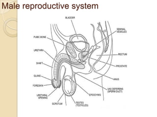 Male reproductive system

 
