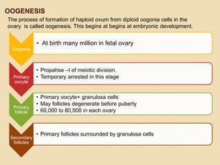 OOGENESIS
The process of formation of haploid ovum from diploid oogonia cells in the
ovary is called oogenesis. This begins at begins at embryonic development.

• At birth many million in fetal ovary
Oogonia

Primary
oocyte

Primary
follicle

Secondary
follicles

• Propahse –I of meiotic division.
• Temporary arrested in this stage

• Primary oocyte+ granulosa cells
• May follicles degenerate before puberty
• 60,000 to 80,000 in each ovary

• Primary follicles surrounded by granulosa cells

 