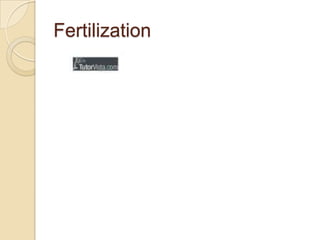 Fertilization

 