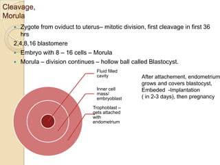 Cleavage,
Morula
Zygote from oviduct to uterus– mitotic division, first cleavage in first 36
hrs
2,4,8,16 blastomere
 Embryo with 8 – 16 cells – Morula
 Morula – division continues – hollow ball called Blastocyst.


Fluid filled
cavity
Inner cell
mass/
embryoblast
Trophoblast –
gets attached
with
endometrium

After attachement, endometrium
grows and covers blastocyst,
Embeded -Implantation
( in 2-3 days), then pregnancy

 