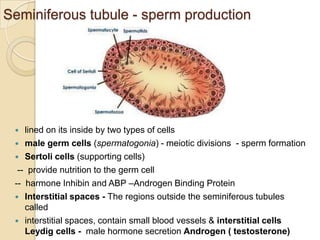 Seminiferous tubule - sperm production

lined on its inside by two types of cells
 male germ cells (spermatogonia) - meiotic divisions - sperm formation
 Sertoli cells (supporting cells)
-- provide nutrition to the germ cell
-- harmone Inhibin and ABP –Androgen Binding Protein
 Interstitial spaces - The regions outside the seminiferous tubules
called
 interstitial spaces, contain small blood vessels & interstitial cells
Leydig cells - male hormone secretion Androgen ( testosterone)


 