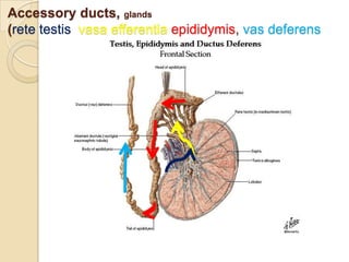 Accessory ducts, glands
(rete testis vasa efferentia epididymis, vas deferens

 
