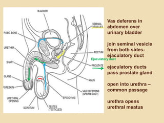 Vas deferens in
abdomen over
urinary bladder
join seminal vesicle
from both sidesejaculatory duct

Ejaculatory duct

ejaculatory ducts
pass prostate gland
open into urethra –
common passage
urethra opens
urethral meatus

 