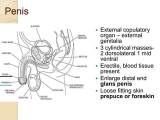 Penis








External copulatory
organ – external
genitalia
3 cylindrical masses2 dorsolateral 1 mid
ventral
Erectile, blood tissue
present
Enlarge distal end
glans penis
Loose fitting skin
prepuce or foreskin

 