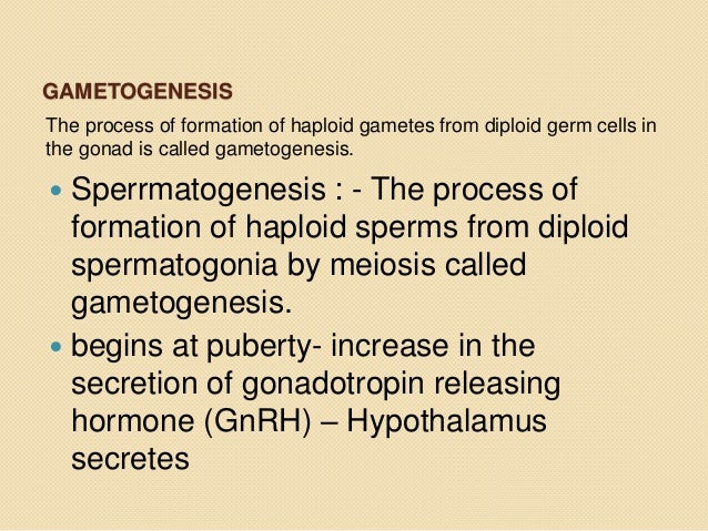 human reproduction true or false humans form gametes by a process called gametogenesis