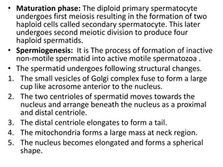 • Maturation phase: The diploid primary spermatocyte
undergoes first meiosis resulting in the formation of two
haploid cells called secondary spermatocyte. This later
undergoes second meiotic division to produce four
haploid spermatids.
• Spermiogenesis: It is The process of formation of inactive
non-motile spermatid into active motile spermatozoa .
• The spermatid undergoes following structural changes.
1. The small vesicles of Golgi complex fuse to form a large
cup like acrosome anterior to the nucleus.
2. The two centrioles of spermatid moves towards the
nucleus and arrange beneath the nucleus as a proximal
and distal centriole.
3. The distal centriole elongates to form a tail.
4. The mitochondria forms a large mass at neck region.
5. The nucleus becomes elongated and forms a spherical
shape.

 